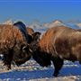 Blackfeet Indian Reservation