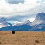 Blackfeet Indian Reservation