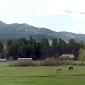 King Ranch