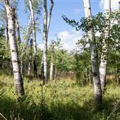 Anderson Ranch