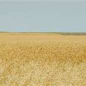 Hogeland