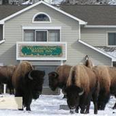 Yellowstone Basin Inn