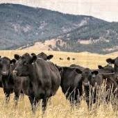 Heart K Ranch