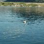 Holter Lake