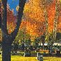 Fall Colors