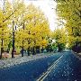 Fall Colors
