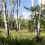 Anderson Ranch