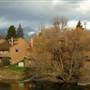 Whitefish