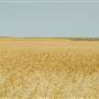 Hogeland