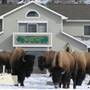 Yellowstone Basin Inn