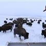 AMS Ranch