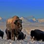 Blackfeet Indian Reservation