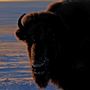 Blackfeet Indian Reservation