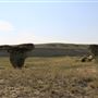 Blackfeet Nation Hoodoos