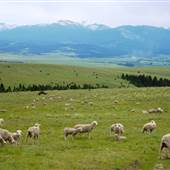 Svenson Ranch