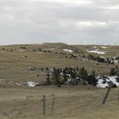 Convict Grade Road