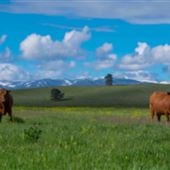 Oxbow Cattle Company