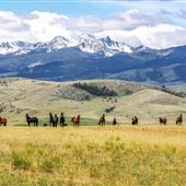 Jackson Morgan Horse Ranch