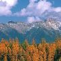 Fall Colors