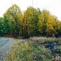 Fall Colors
