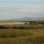 East Glacier Marshes