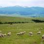 Svenson Ranch