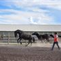 Firefly Horse Co.