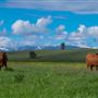 Oxbow Cattle Company