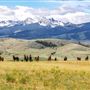 Jackson Morgan Horse Ranch