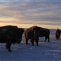 AMS Ranch