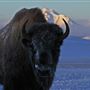 Blackfeet Indian Reservation