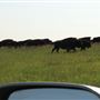 Blackfeet Indian Reservation