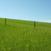 Lodge Grass