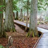Glacier National Park : Trail of the Cedars