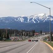 Whitefish