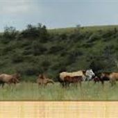 Open Spear Ranch
