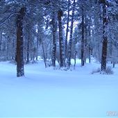 Wood’s Neck-of-the Woods