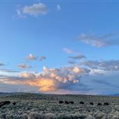 North Bridger Bison Ranch