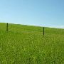 Lodge Grass