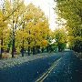 Anaconda  [Fall]