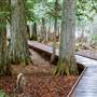 Glacier National Park : Trail of the Cedars