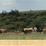 Open Spear Ranch