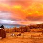 ONIYA (Heart Brand Ranch)