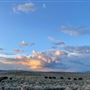 North Bridger Bison Ranch