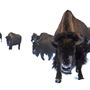 Blackfeet Indian Reservation