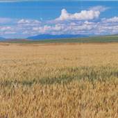 Three Forks Grainfield