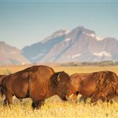 TRIBAL BISON HERDS