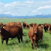 Fischer Red Angus