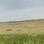 First People's Buffalo Jump State Park (Archival)