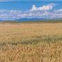 Three Forks Grainfield